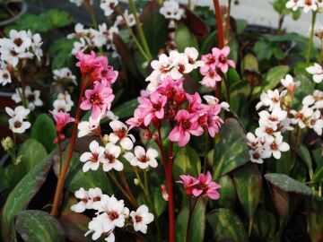 Bergenia